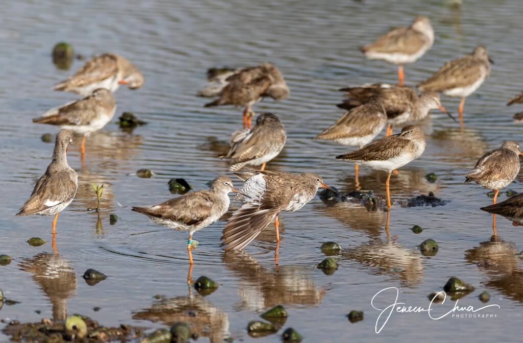 Birds Migration Season at Sungei Buloh Wetland Reserve