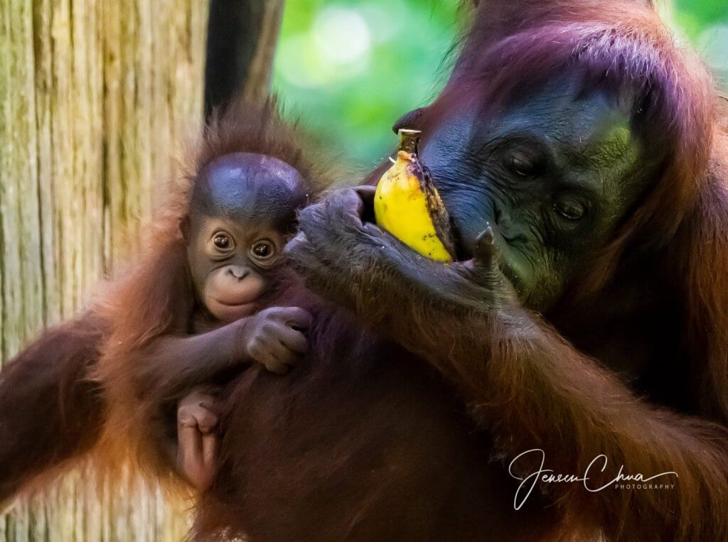 Wildlife Adventure in Sandakan