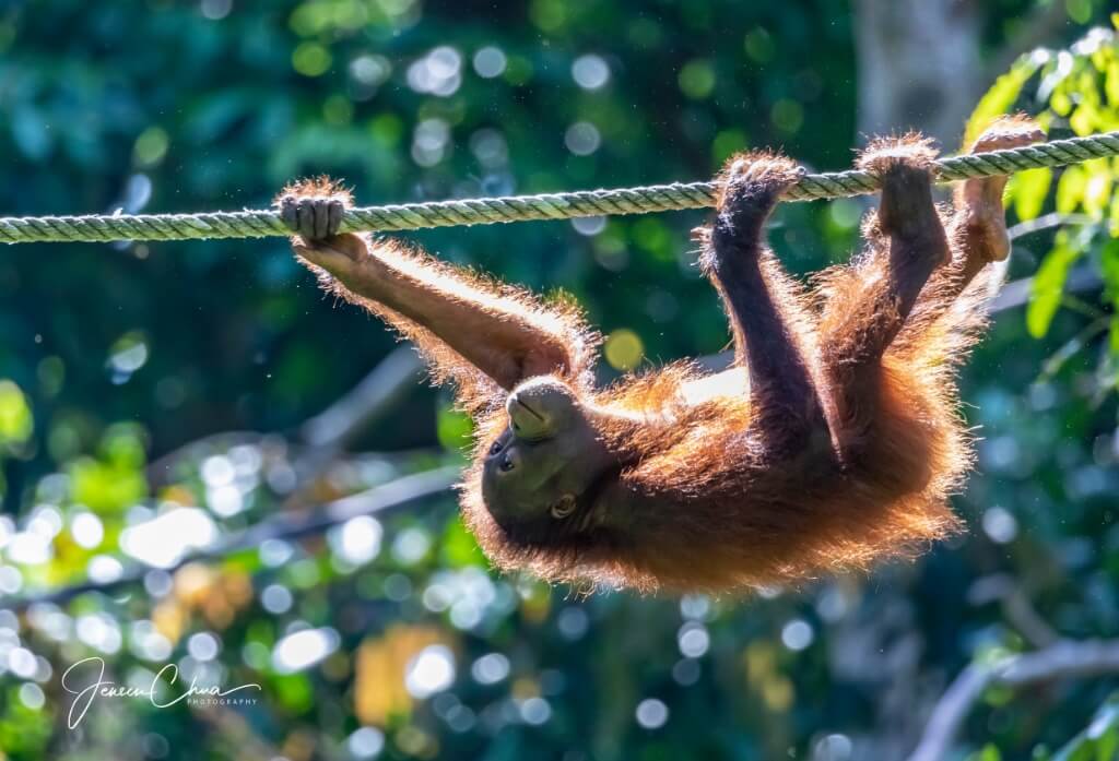 Wildlife Adventures in Sandakan 