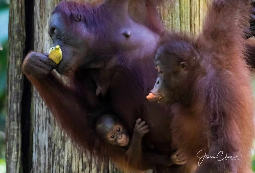 Wildlife Adventures in Sandakan