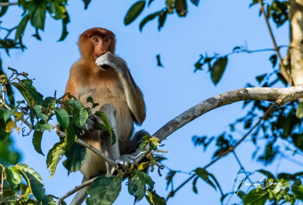 Wildlife Adventures in Sandakan