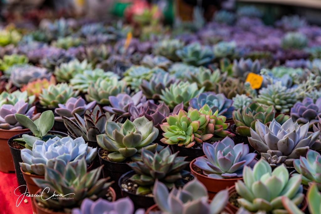 Kota Kinabalu Weekend Market