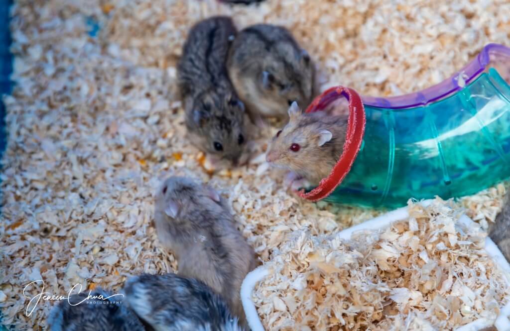 Kota Kinabalu Weekend Market